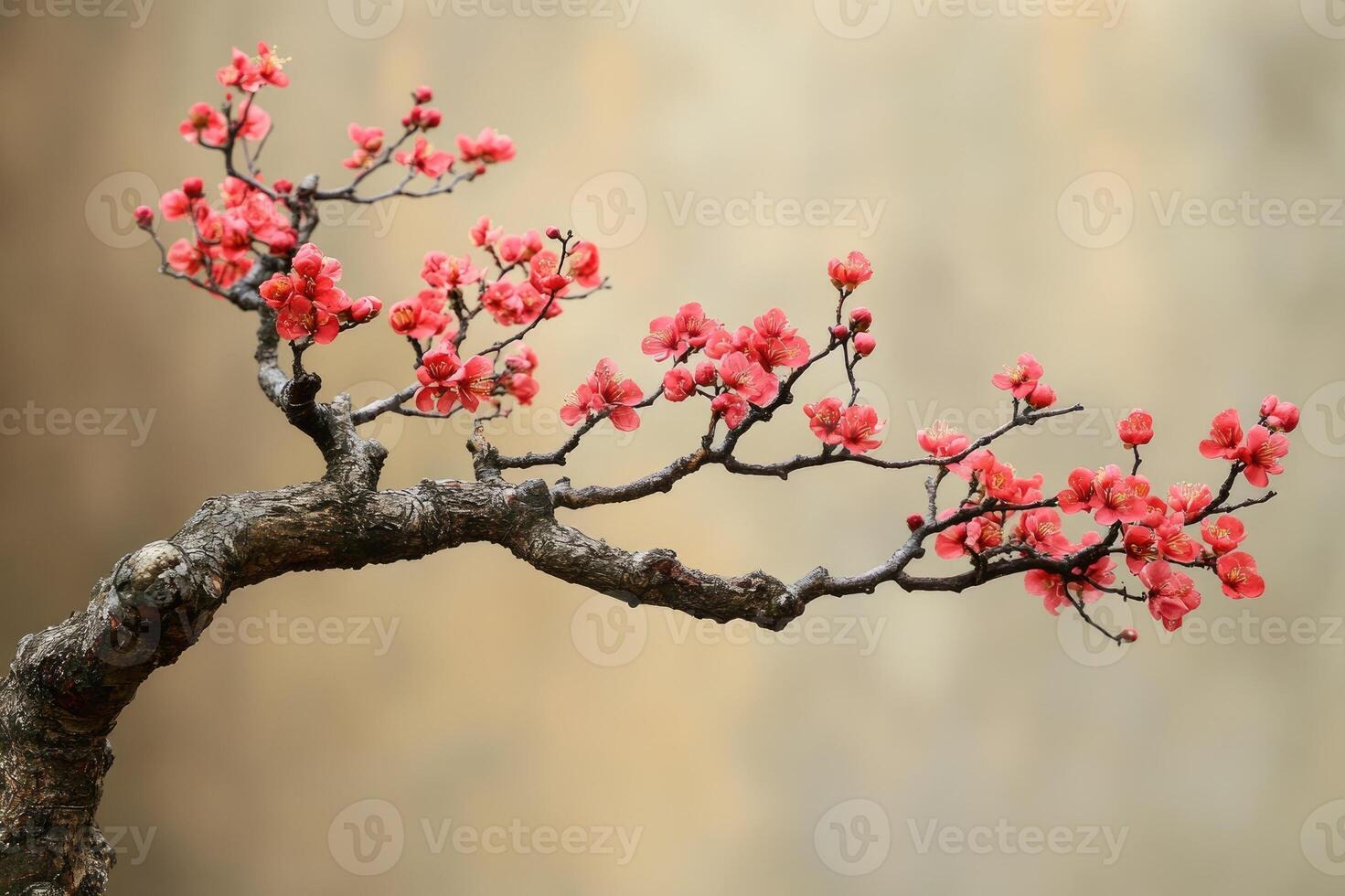 pink blossom branch with flowers photo