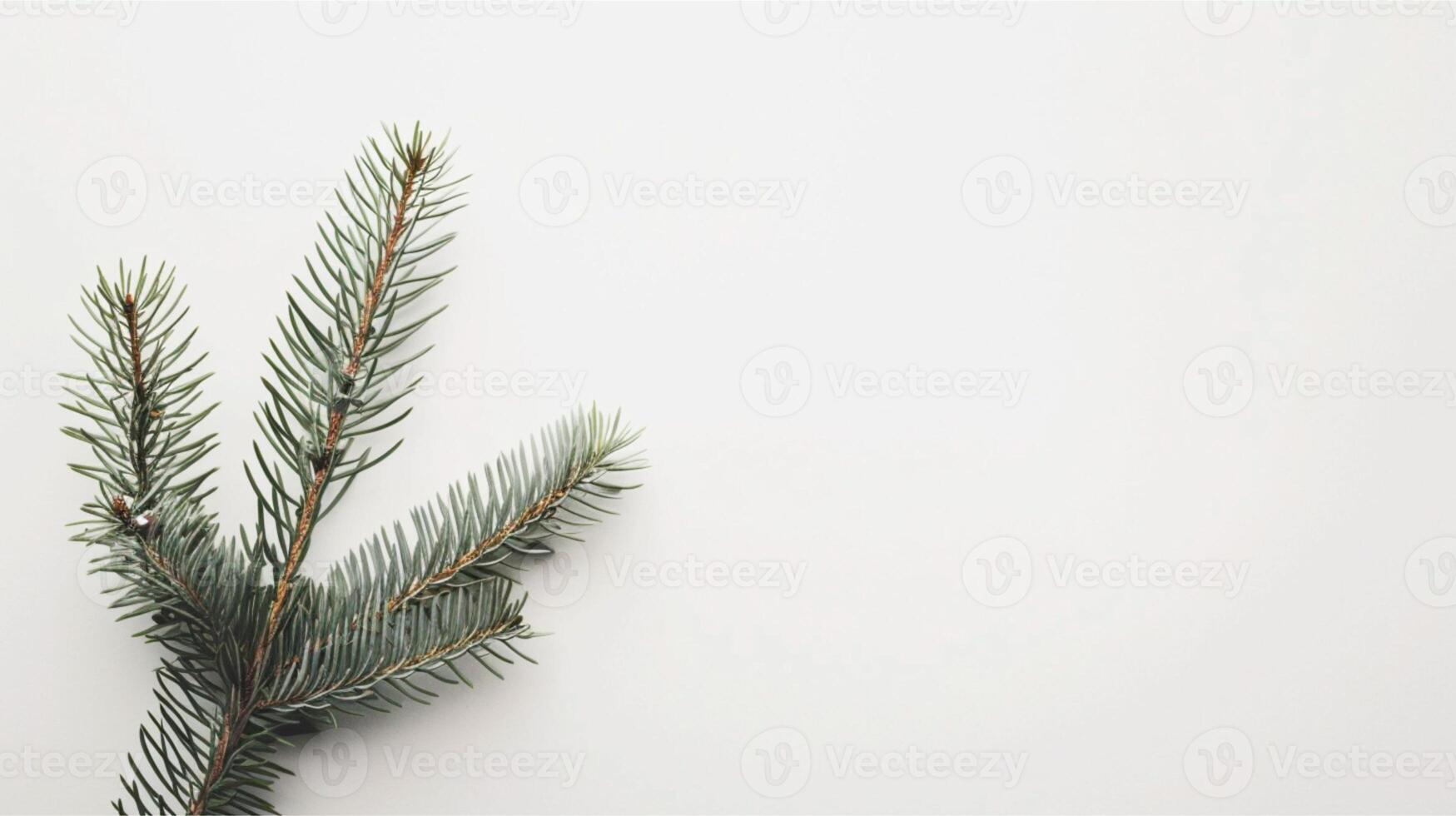 Green spruce branches with needles, perfect for a Christmas celebration photo