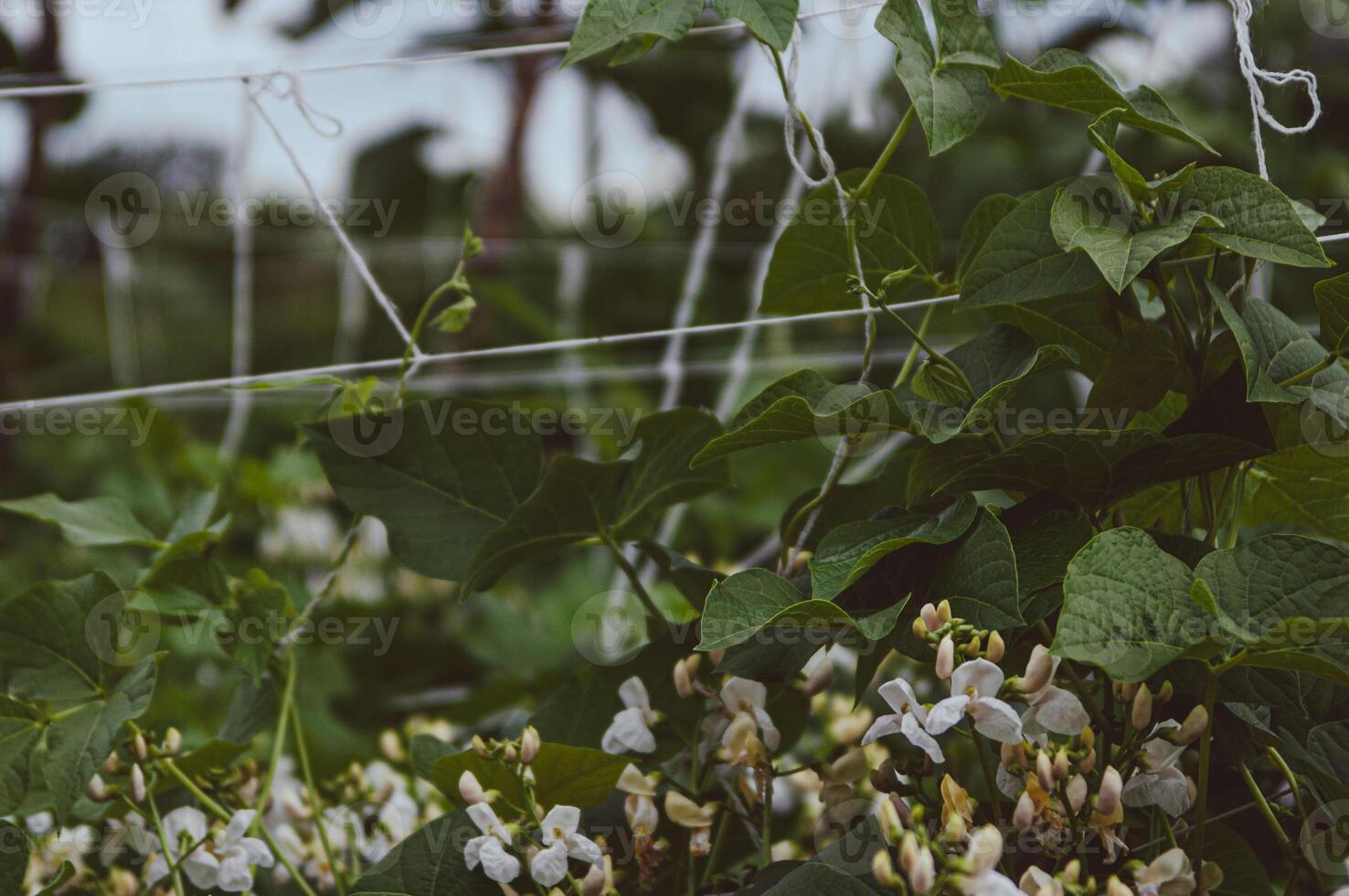 White beans are blooming in the garden. Horizontal background. Concept of organic farm, growing navy beans, pea beans, haricot. White beans flowers photo