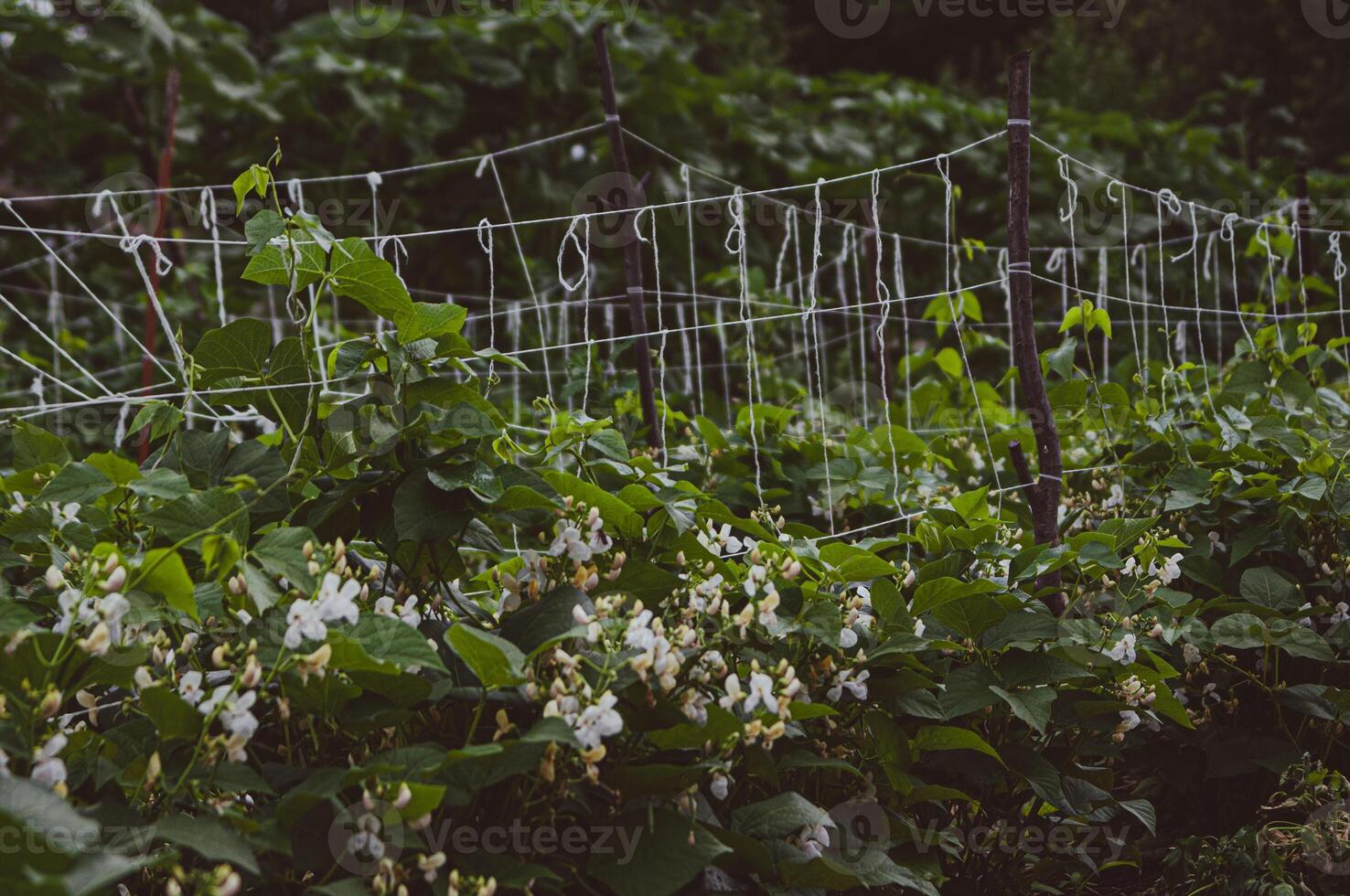 White beans flowering and weaving through handmade net in the garden. Concept of growing navy beans, pea beans, haricot, organic farm. Horizontal background photo