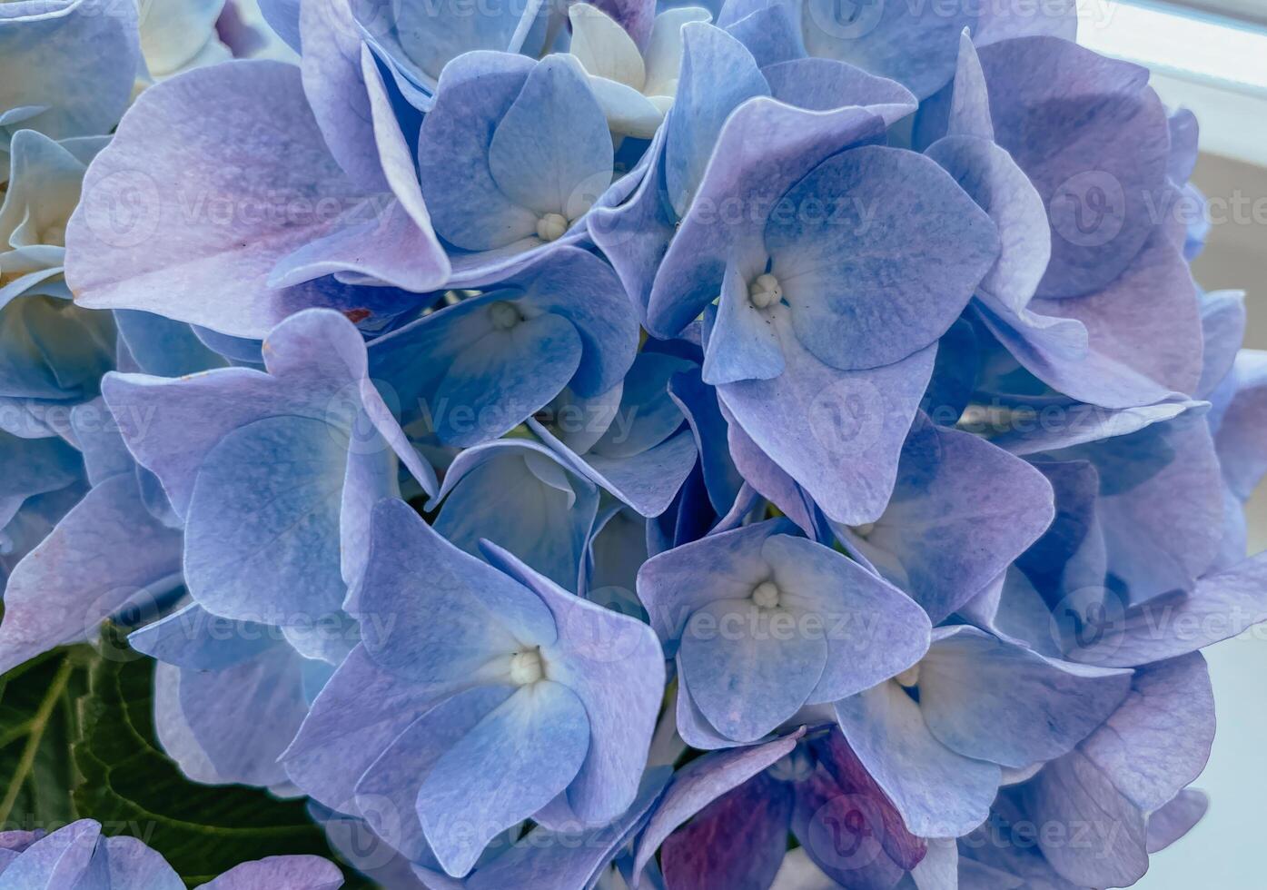 Gorgeous close-up of a blue hydrangea bloom, highlighting the intricate texture of its petals and the delicate white centers. photo