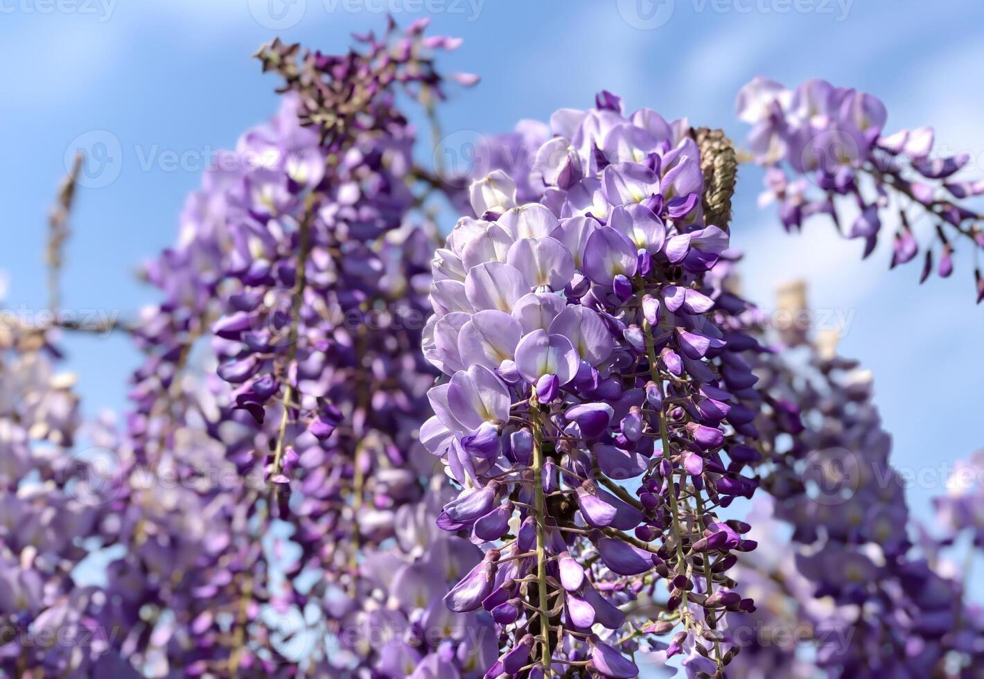 A stunning close-up of vibrant purple wisteria blossoms cascading downwards, set against a clear blue sky. photo