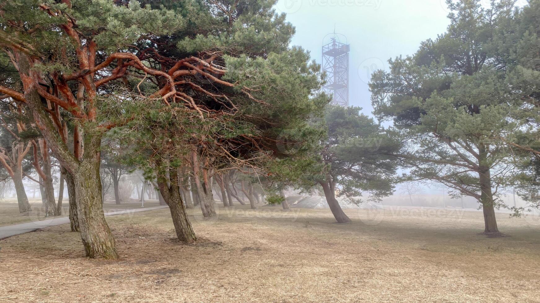 Atmospheric landscape featuring a grove of pine trees with distinctive reddish-brown trunks and green needles, set against a misty or foggy backdrop photo