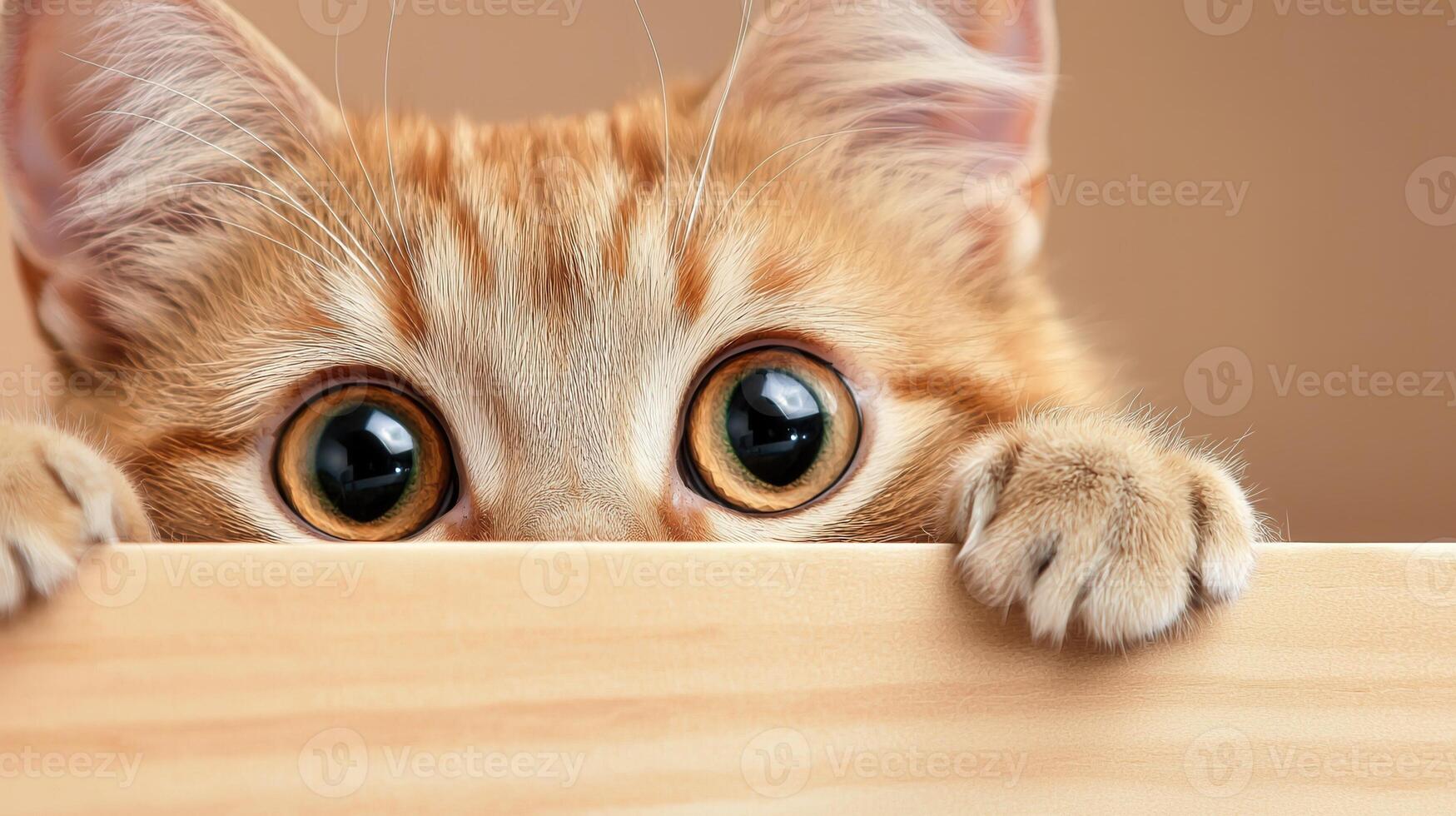 Curious and cat peeking cautiously over wooden board, eyes wide gray surprise with intrigue photo