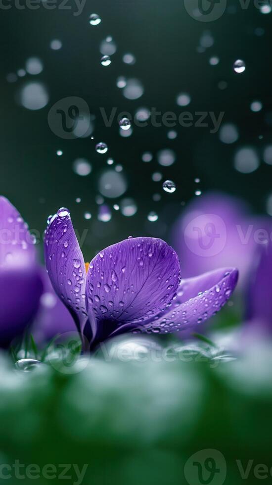 Purple flower with water droplets photo