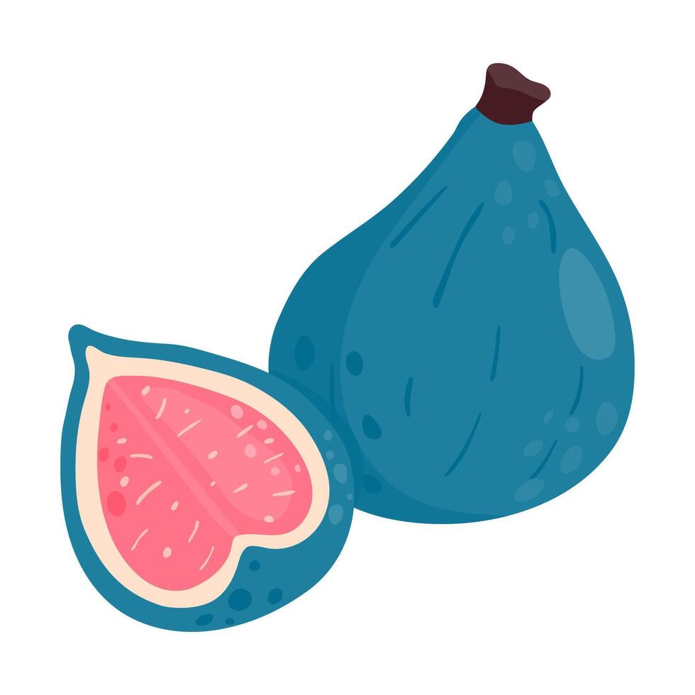 Figs, a tropical fruit whole and cut in half. vector