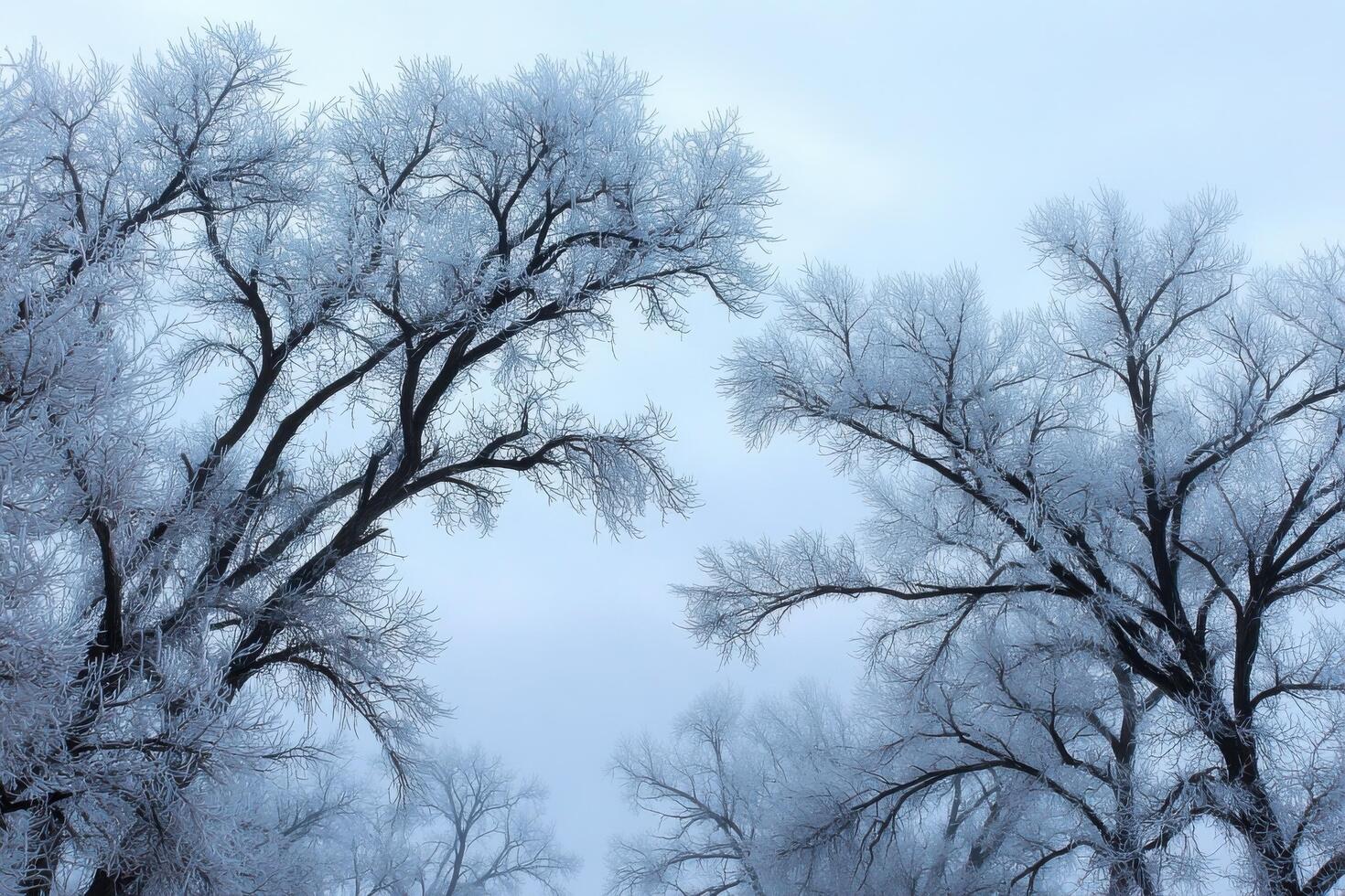 Frosty trees in the winter photo