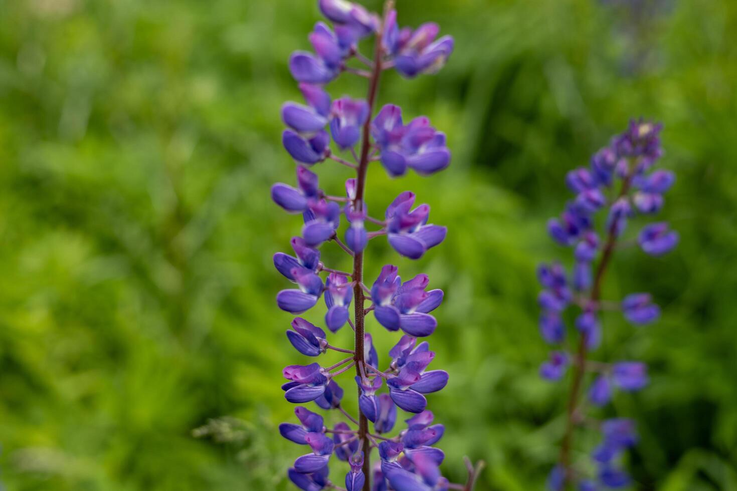 Purple flowers stand tall in a verdant meadow, soaking up sunlight and attracting insects on a bright spring day photo