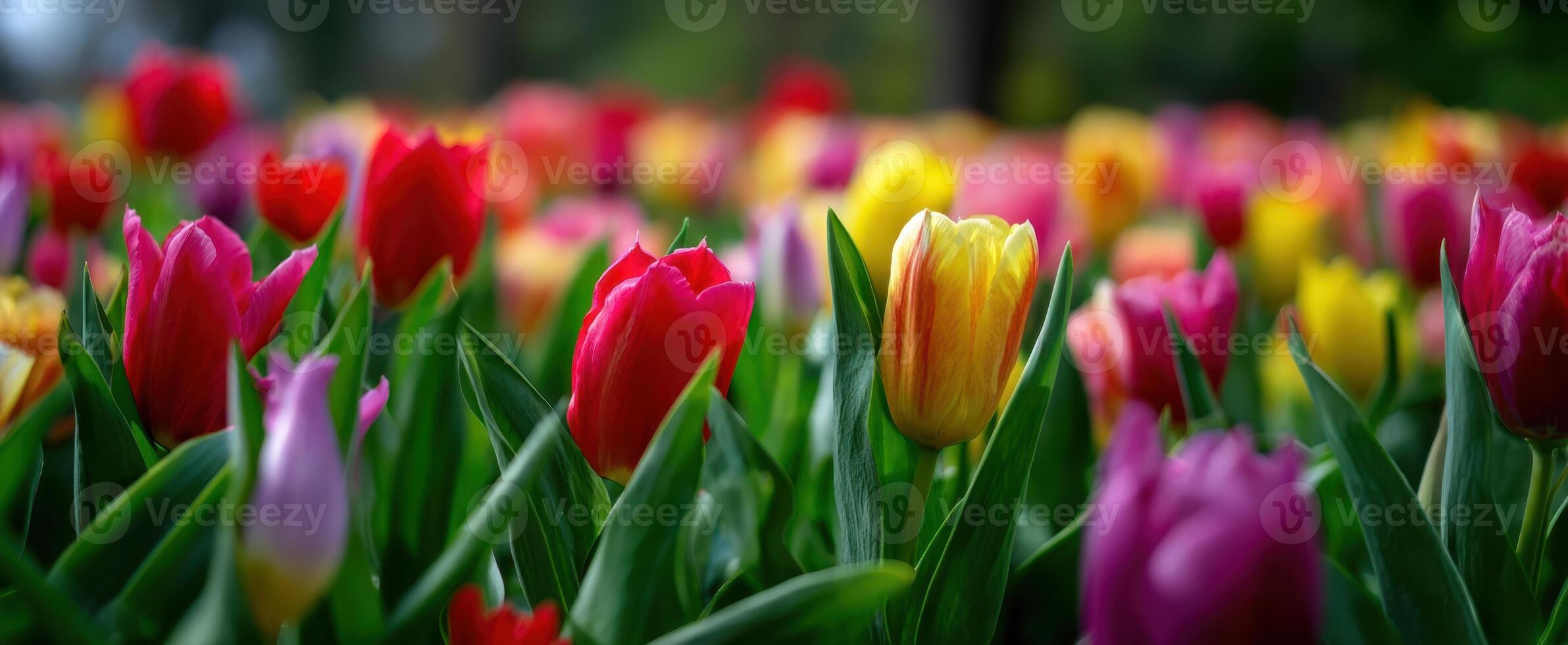 The Vibrant Tulip Field Blooming Under Bright Spring Light photo