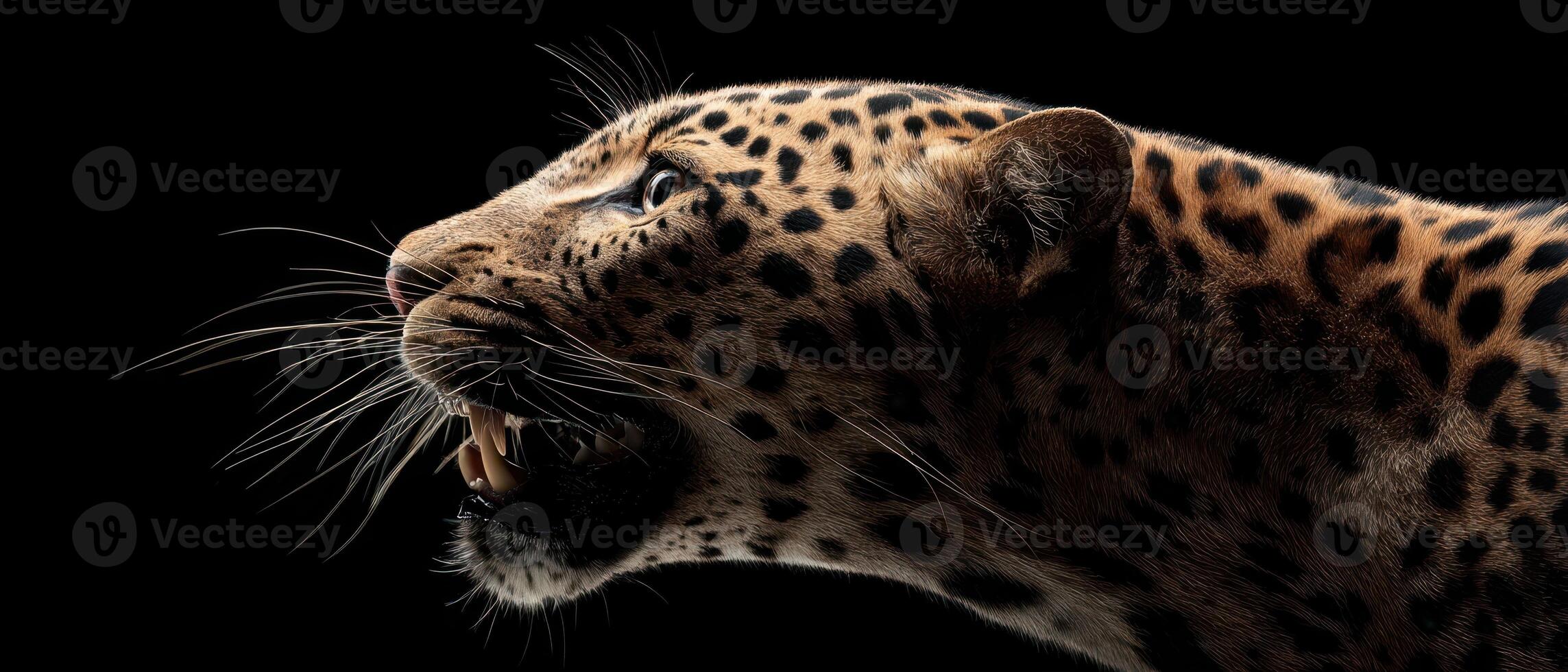 The fierce leopard displaying its powerful presence against a dark background. photo