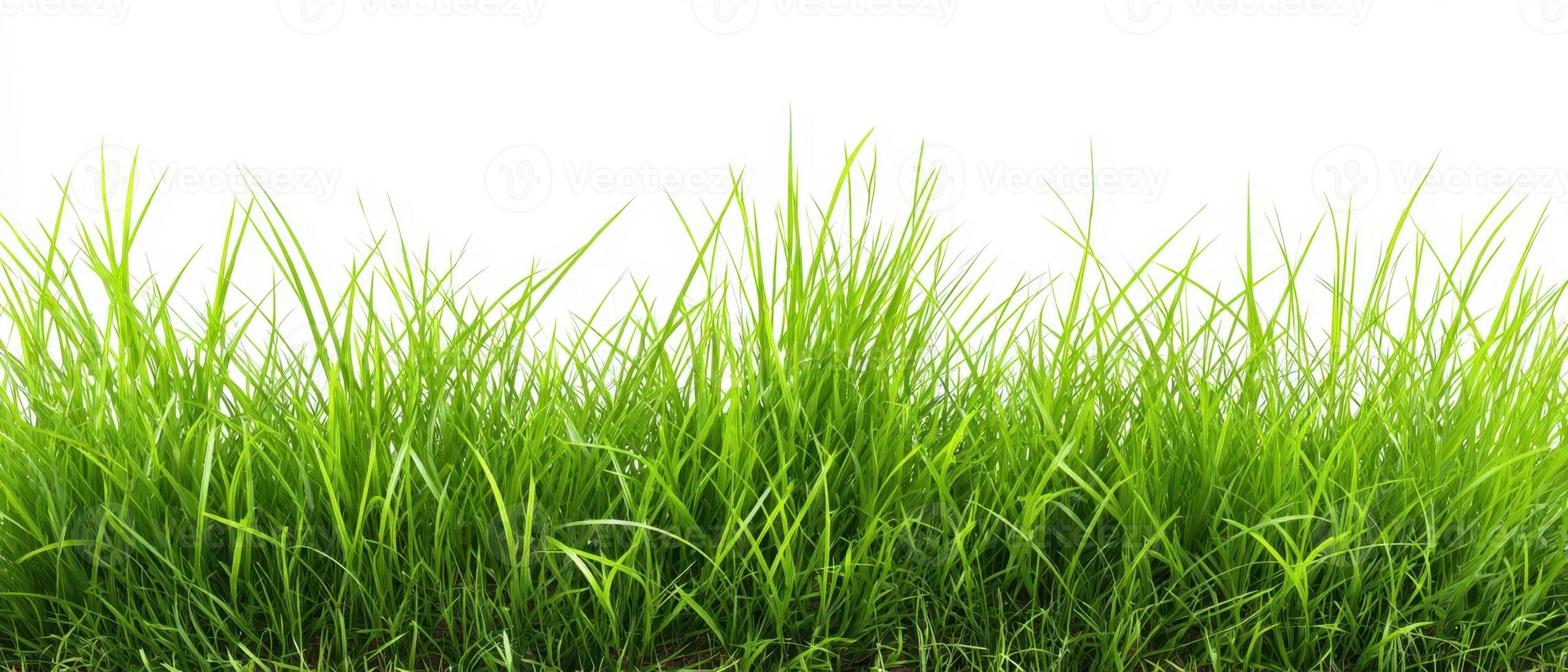 The lush green grass swaying gently in the breeze under a bright sky. photo