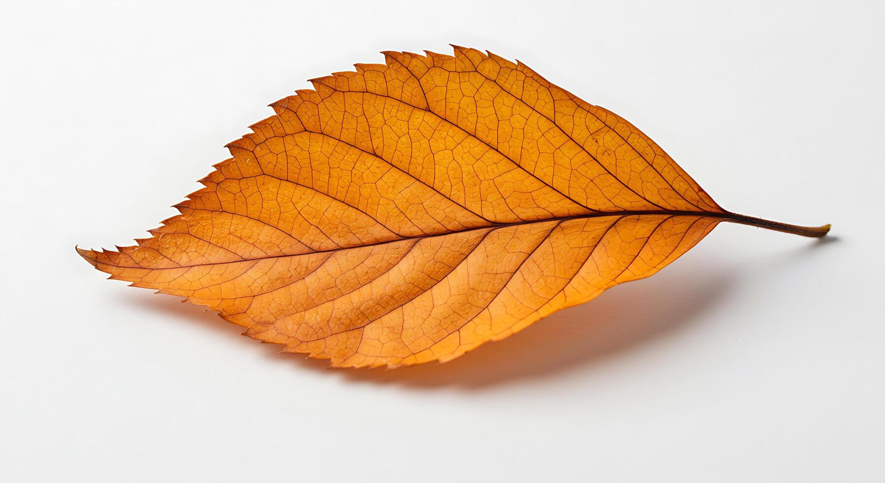 A single leaf on a white surface photo