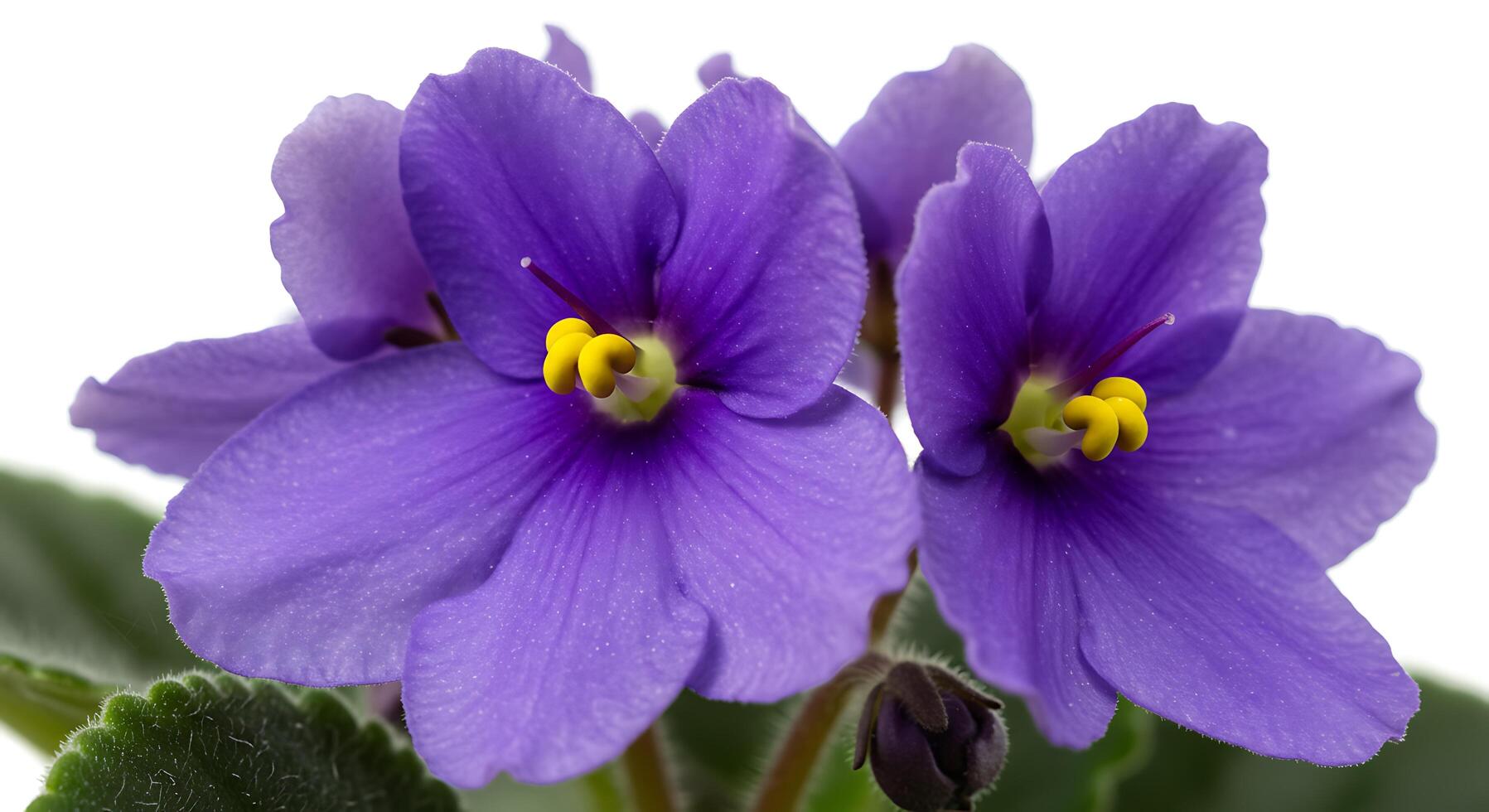 A close up of two purple flowers photo