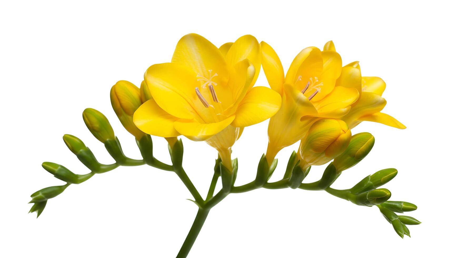 Yellow flowers on a white background photo