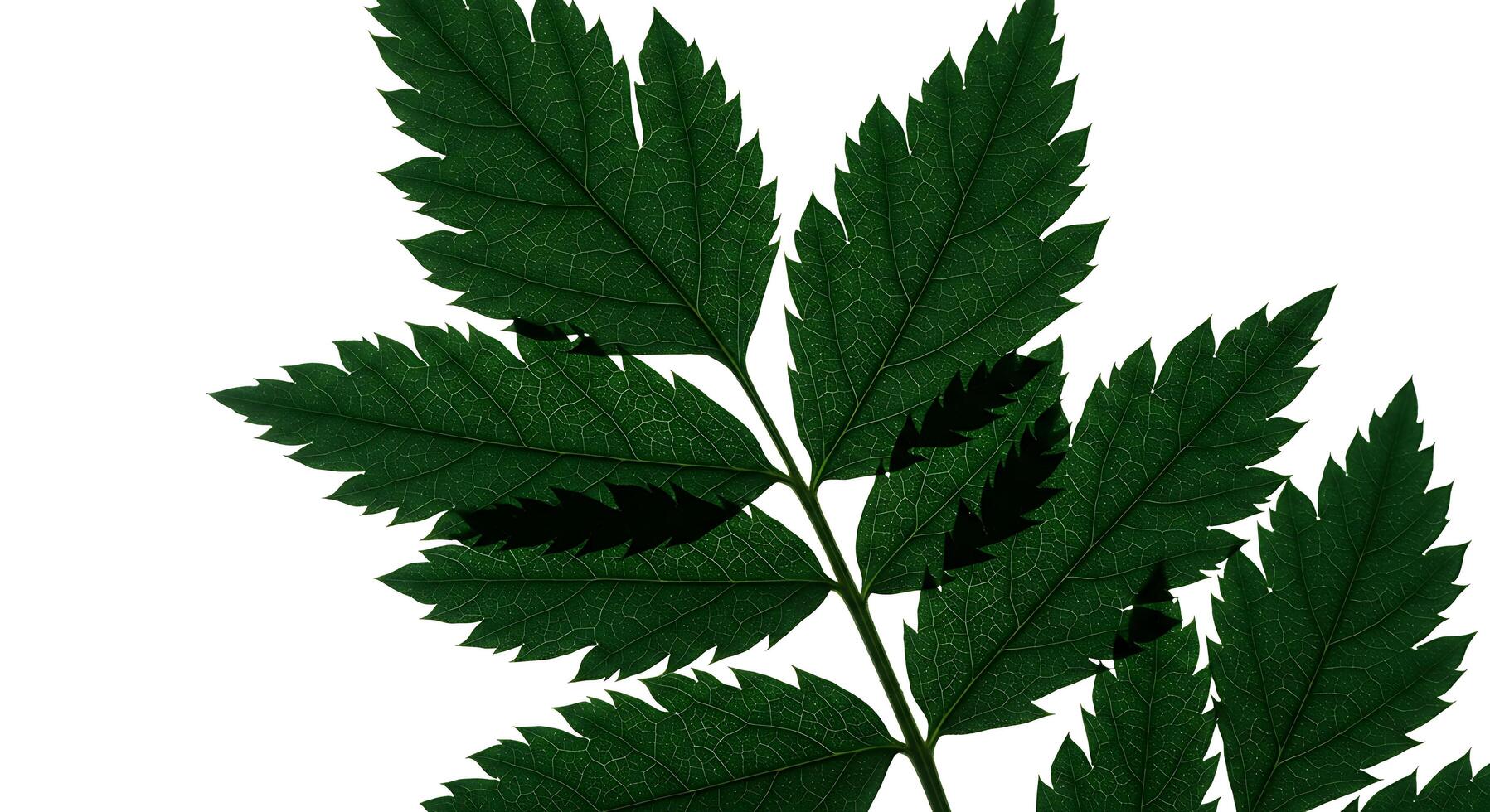 A green leaf with leaves on it photo