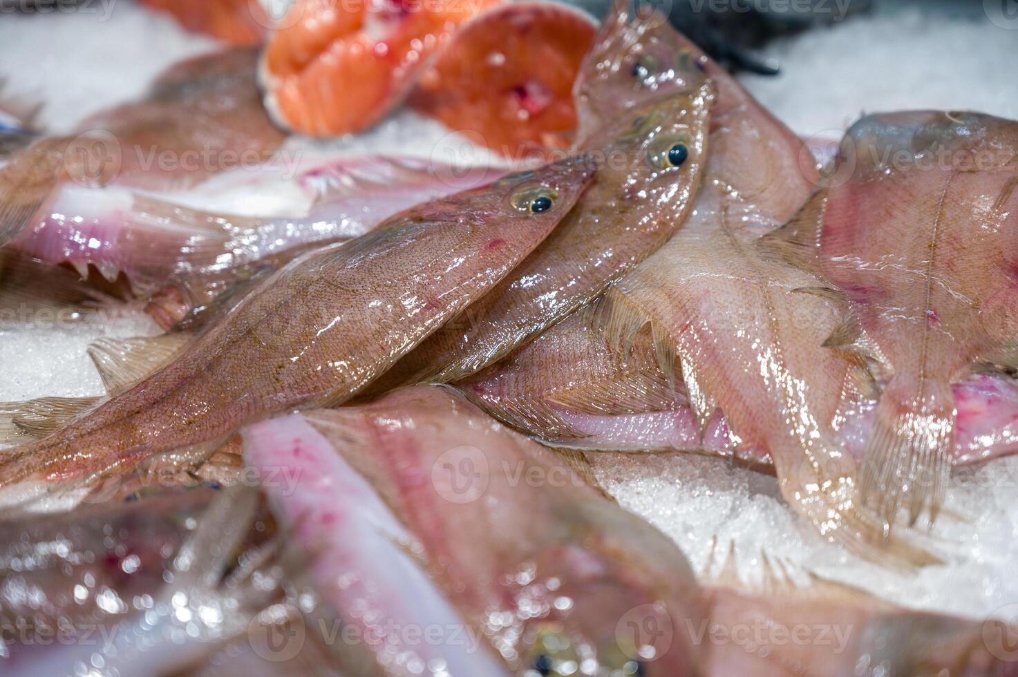 Fresh catch of European sole fish on ice close up. Cleaned fish for cooking and restaurants photo