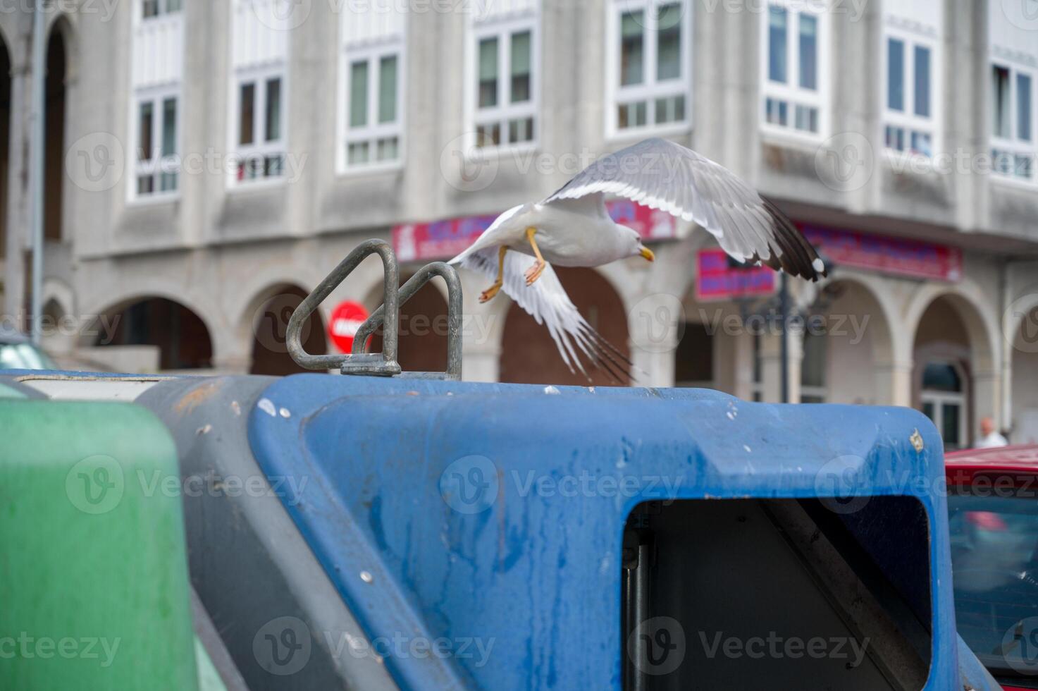 A Seagull searching for food in the city, photo