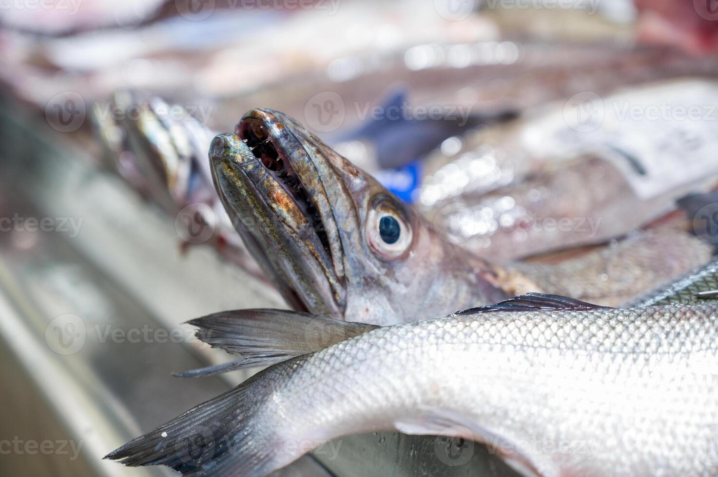 Merluza in a coruna market, Fresh fish in a fish shop photo
