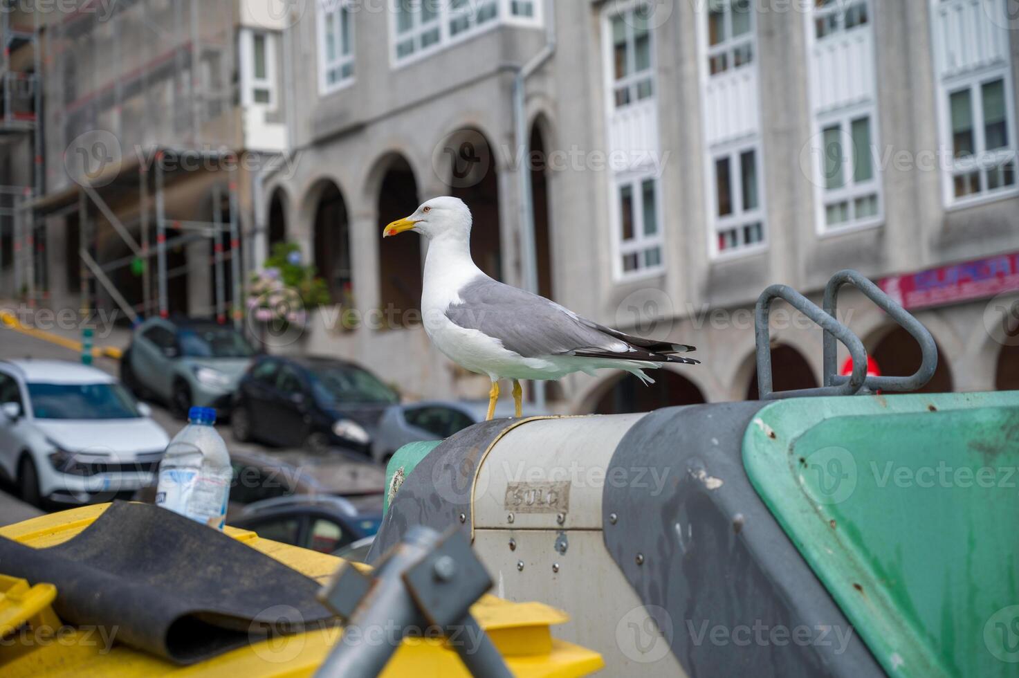 A Seagull searching for food in the city. photo