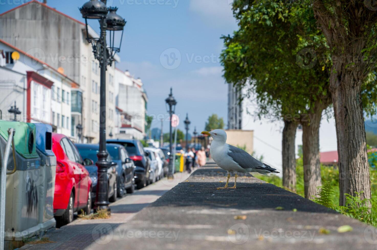 A Seagull searching for food in the city... photo