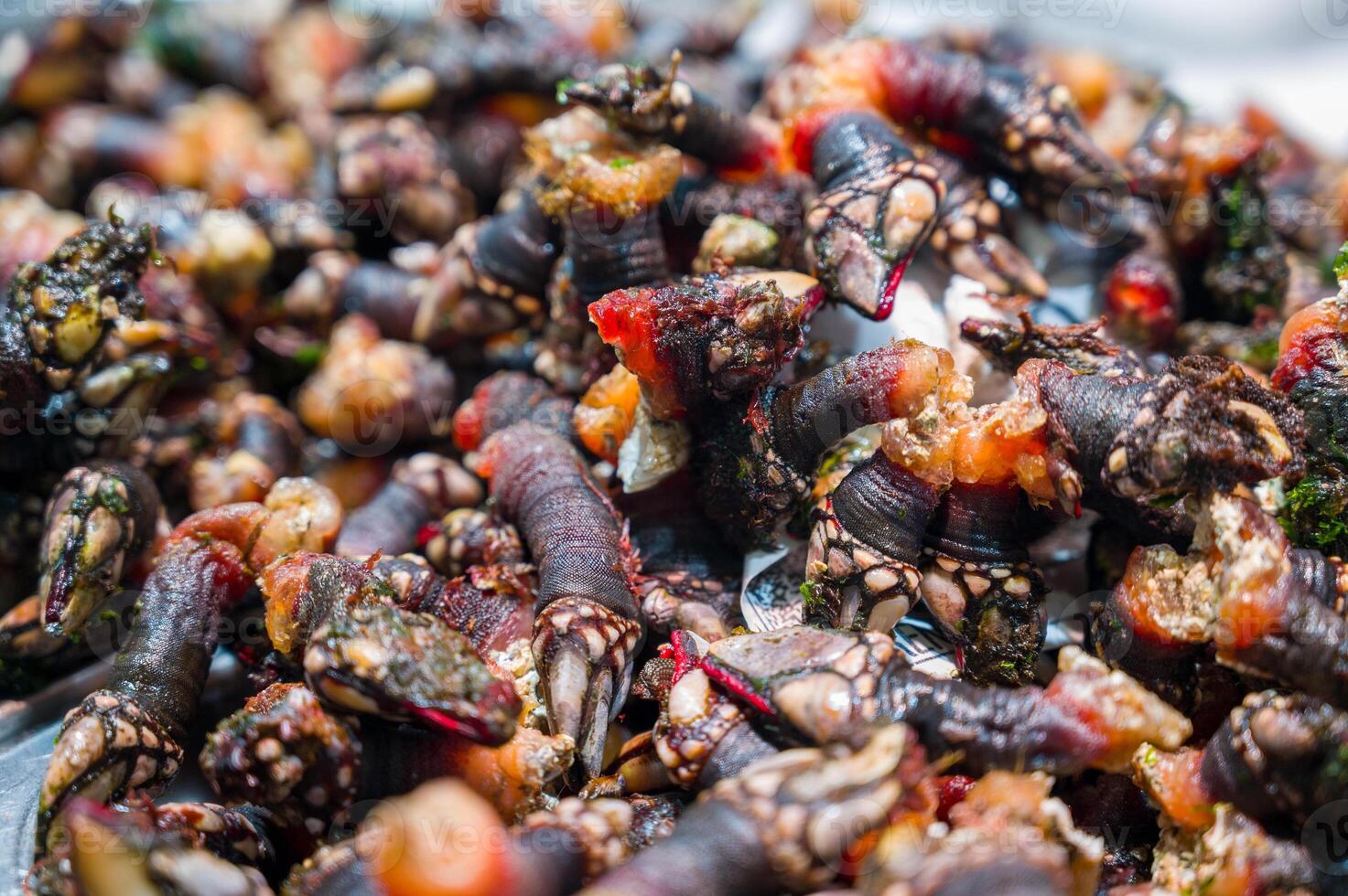 Fresh Goose neck barnacles or Galician barnacles Pollicipes pollicipes known in Spain as percebes. photo
