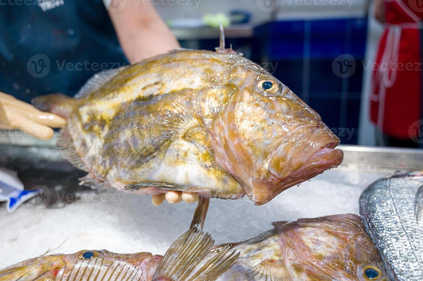Saint-Pierre Seafish, Zeus Faber, John Dory, Pez de San Pedro, fisher holding photo