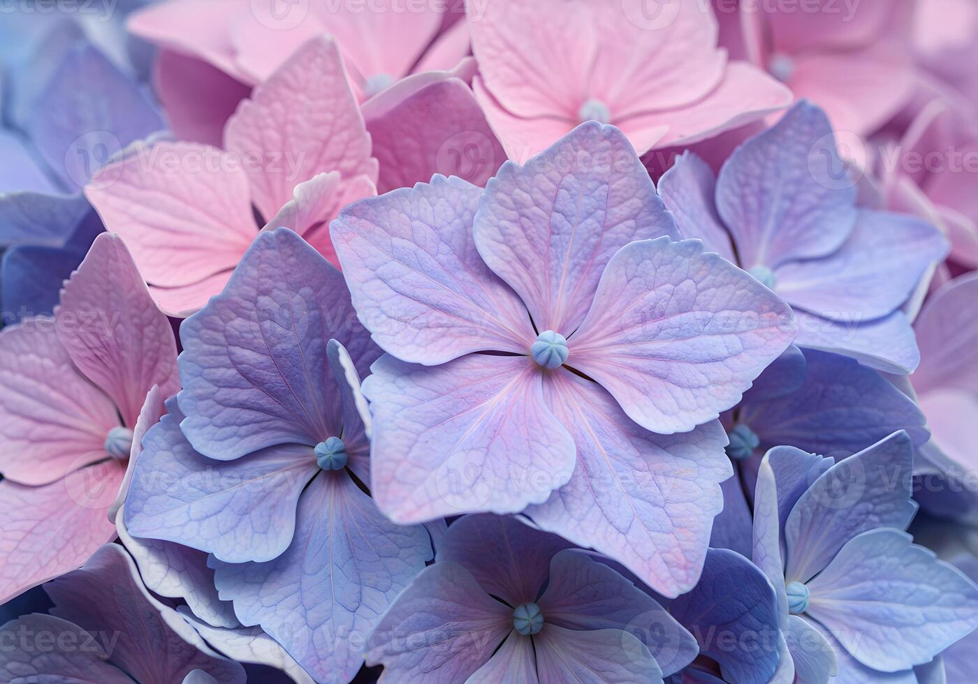 A close up of a bunch of blue and pink flowers photo