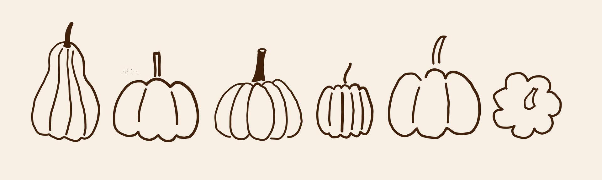 Pumpkins illustrations of autumn vegetable harvest. Line art of pumpkin plants, fall flowers in cartoon style. Design for Thanksgiving Day, autumnal season, event, flyer. Food ingredient vector