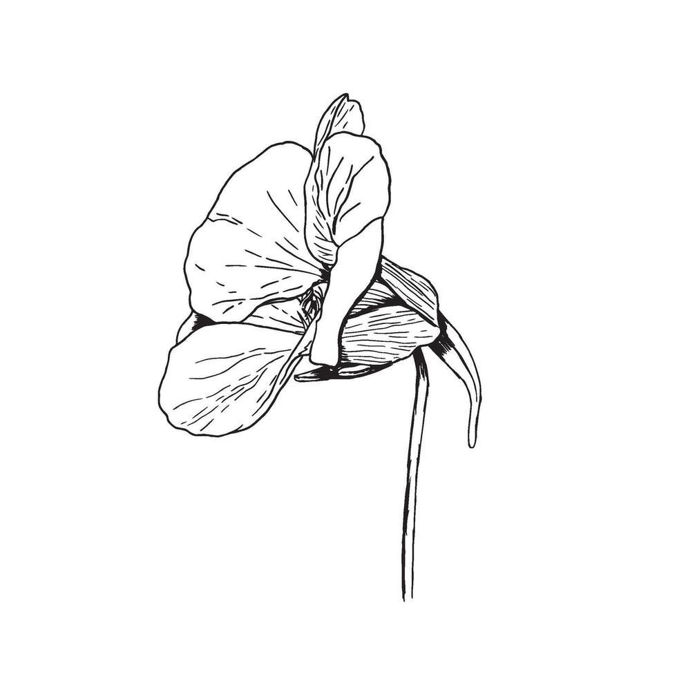 An Elegant Botanical Illustration Showcasing a Beautiful and Blooming Flower Design vector