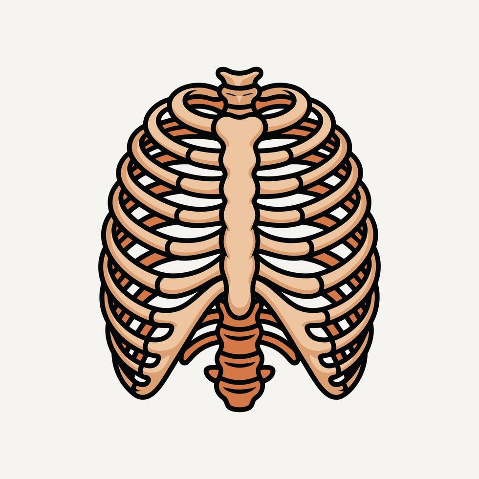 Human Rib Cage Anatomy Illustration, Front View Skeletal Chest Bones, Medical and Educational for Biology, Healthcare, Science, and School Projects. vector