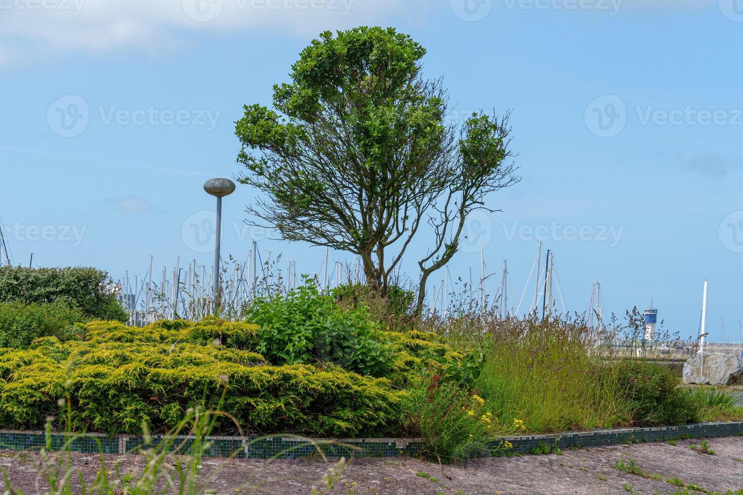 A small tree in cherbourg photo
