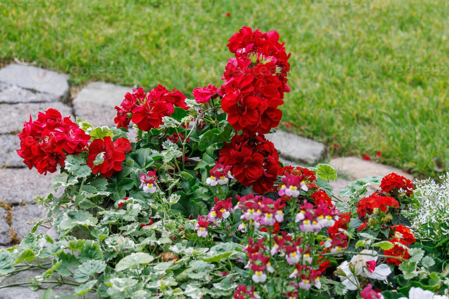 A flower bed with red and white flowers photo