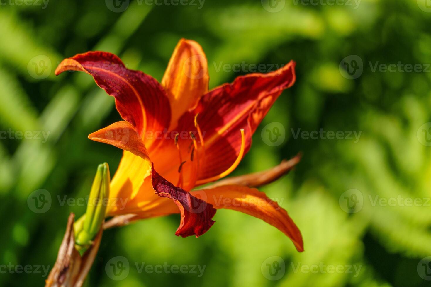 A red and orange flower is in the middle of a green field photo