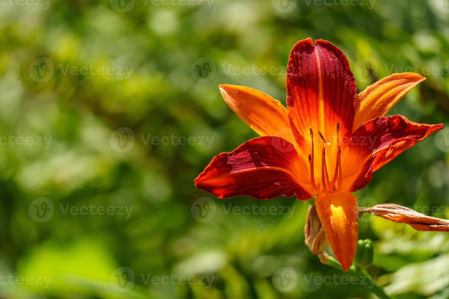 A red and orange flower is blooming in the grass photo