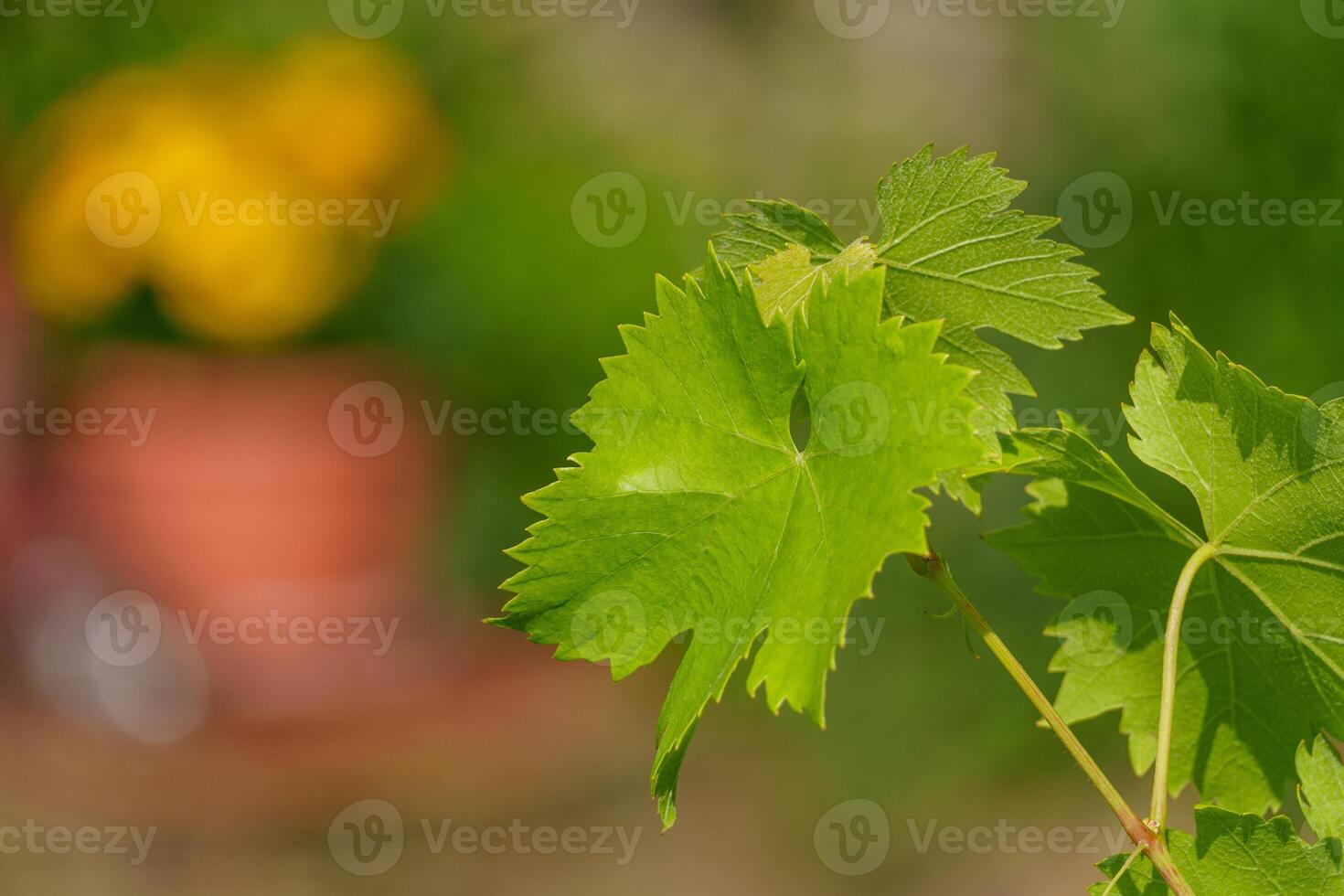 A close up of a plant with leaves photo