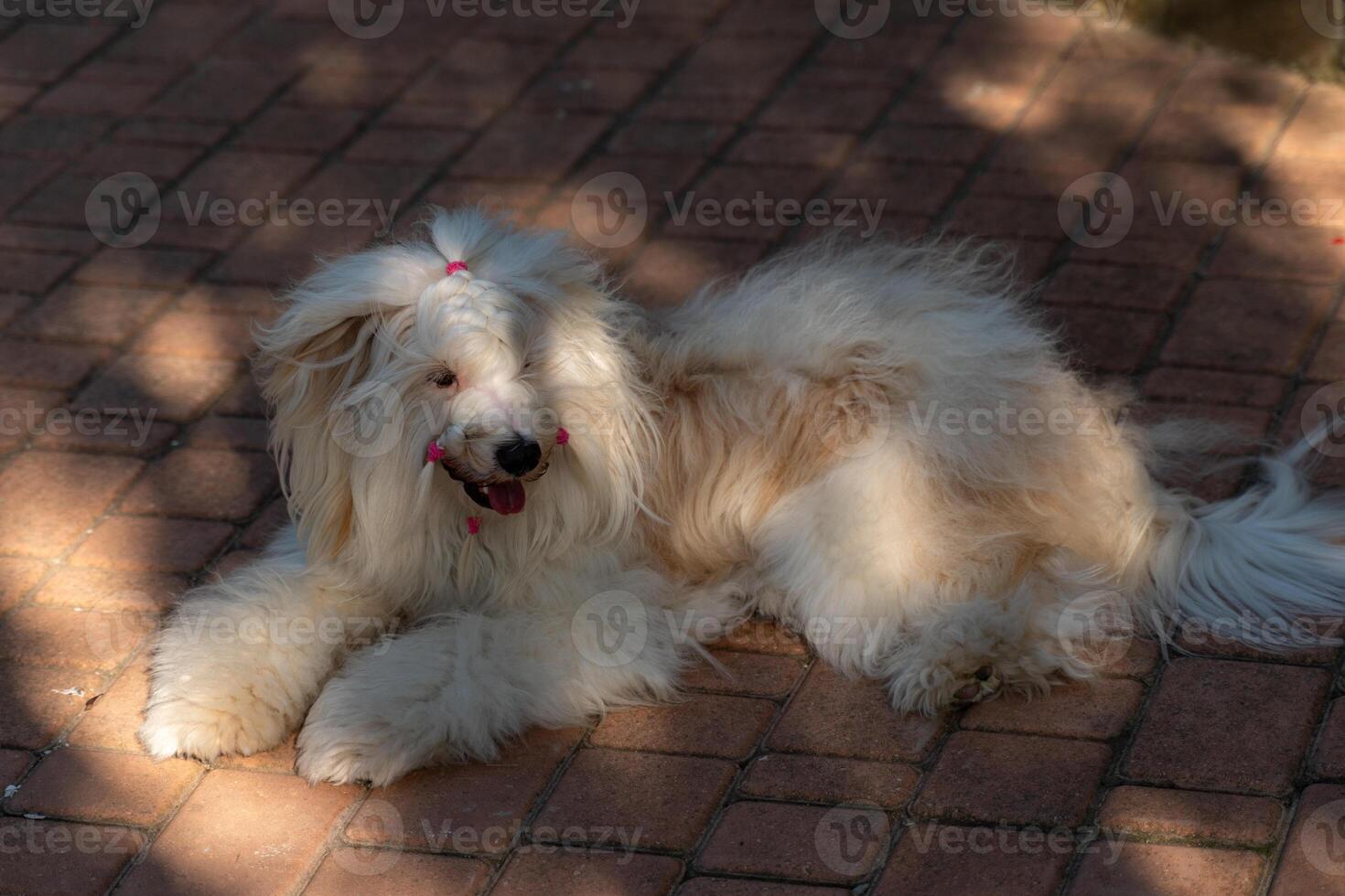 Dog grooming hairstyle. Fluffy dog lies on the brick ground outdoors, basking in sun during daytime. photo