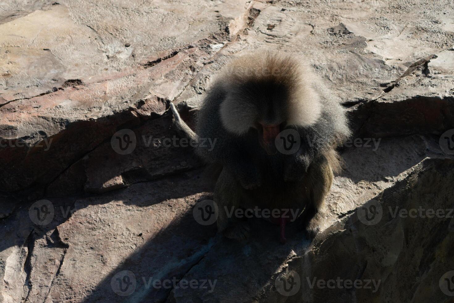 Baboon Monkey Grooming Rocks - A baboon monkey sits on a rock and grooms itself. photo