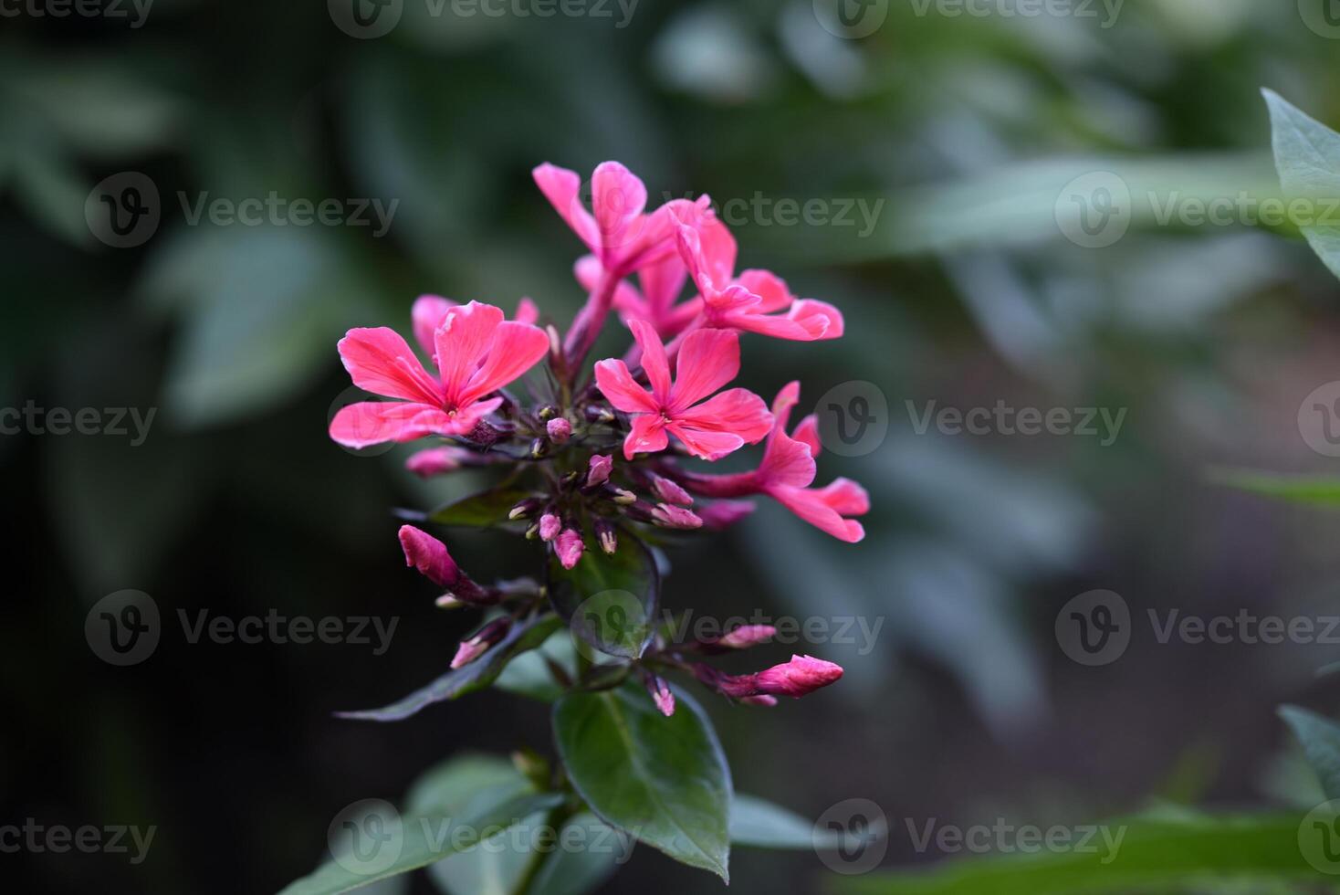 Red phlox flowers on a background of dark bushes. photo
