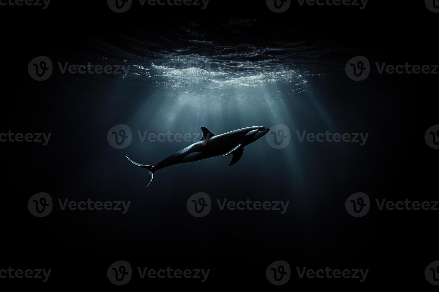 Orca in deep ocean light photo