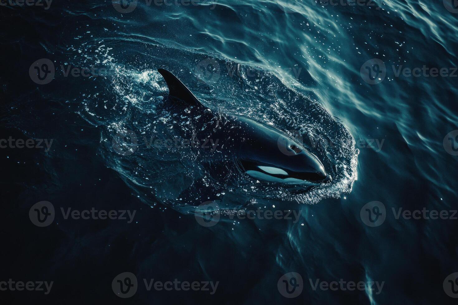 Orca in deep water photo