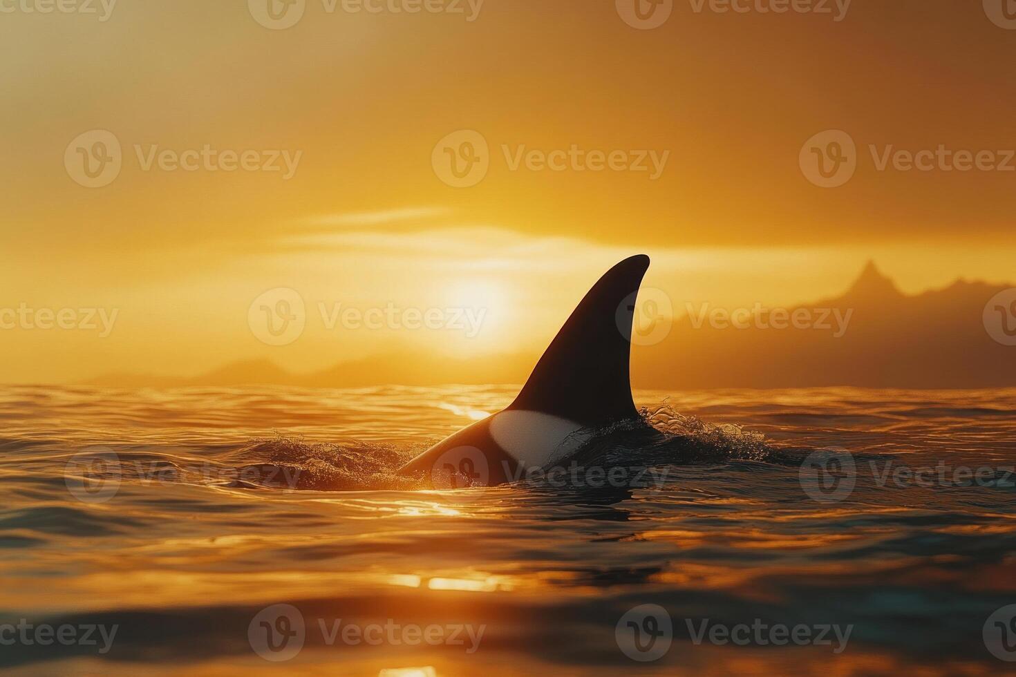 Orca fin at sunset over water photo