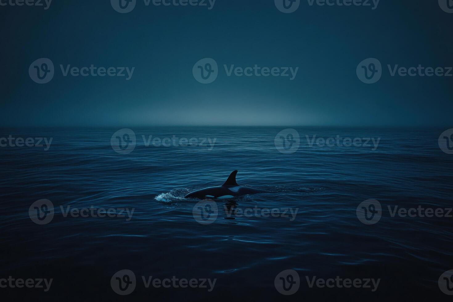 Orca in dark ocean photo