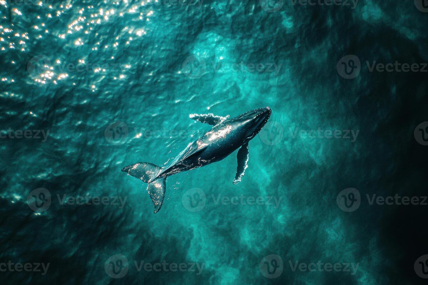 A whale swimming in the ocean with its tail out photo
