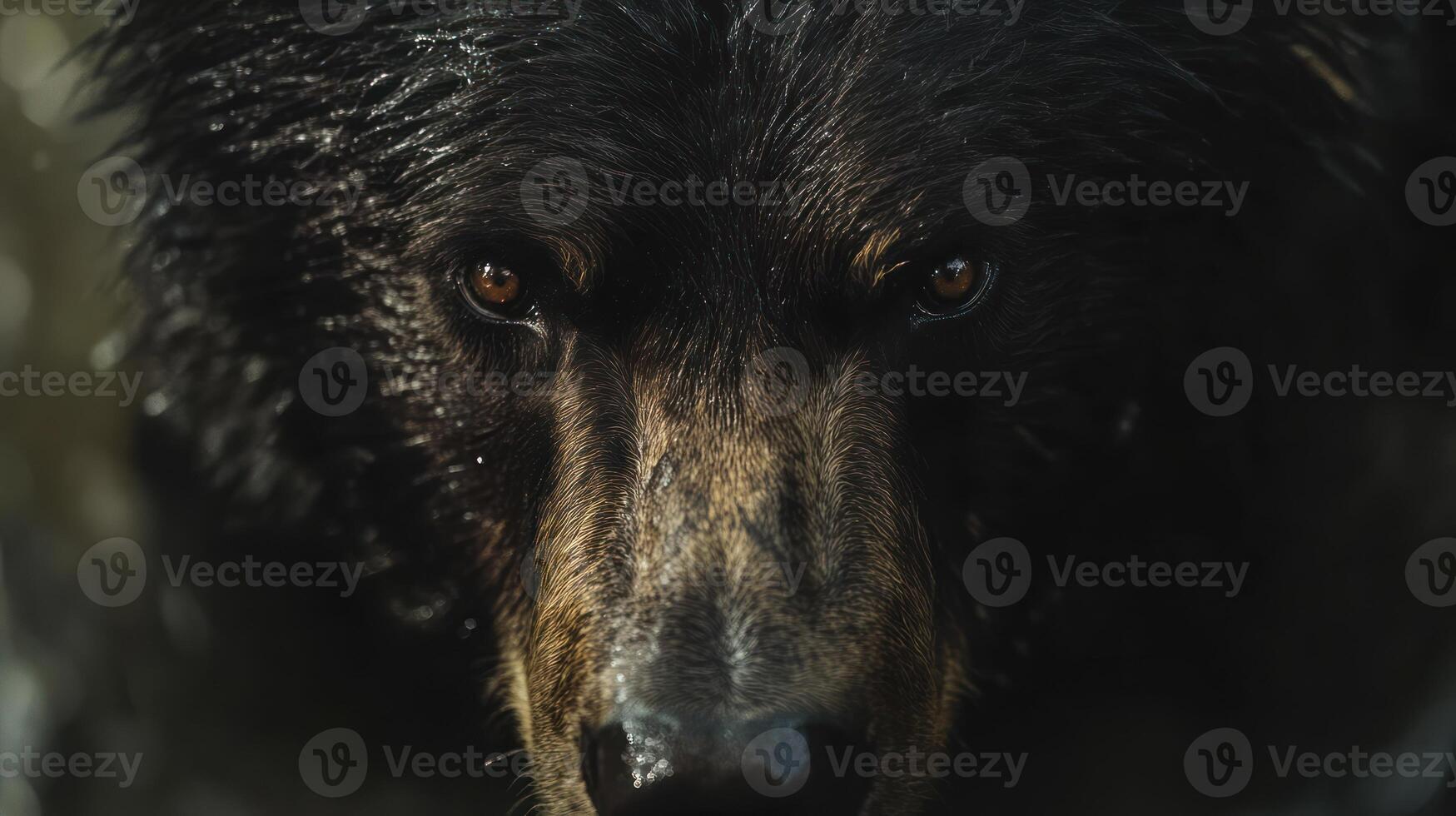 A close up of a black bear's face photo