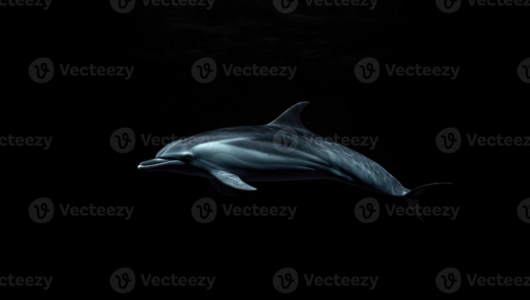 A dolphin is swimming in the dark photo