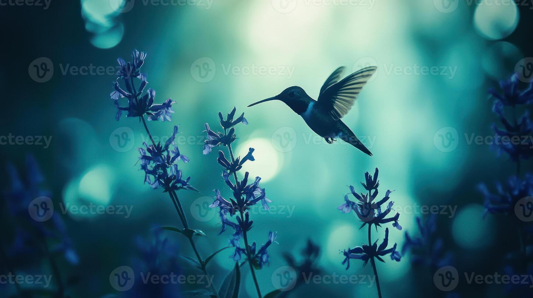 Hummingbird in twilight lavender field photo