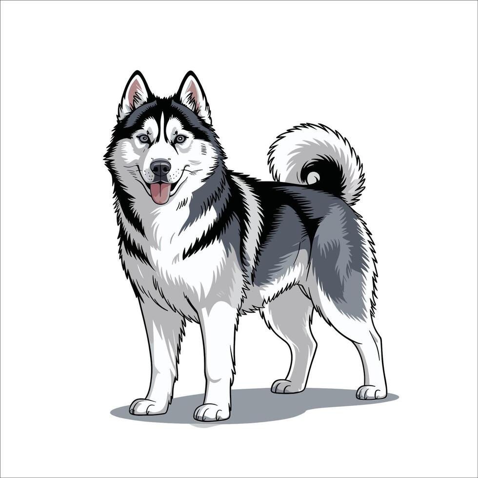 illustration of Siberian Husky standing vector