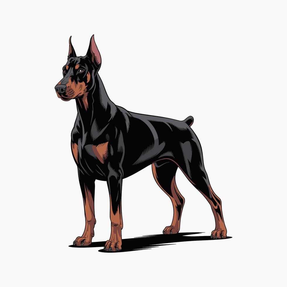 illustration of doberman pinscher dog Standing upright vector