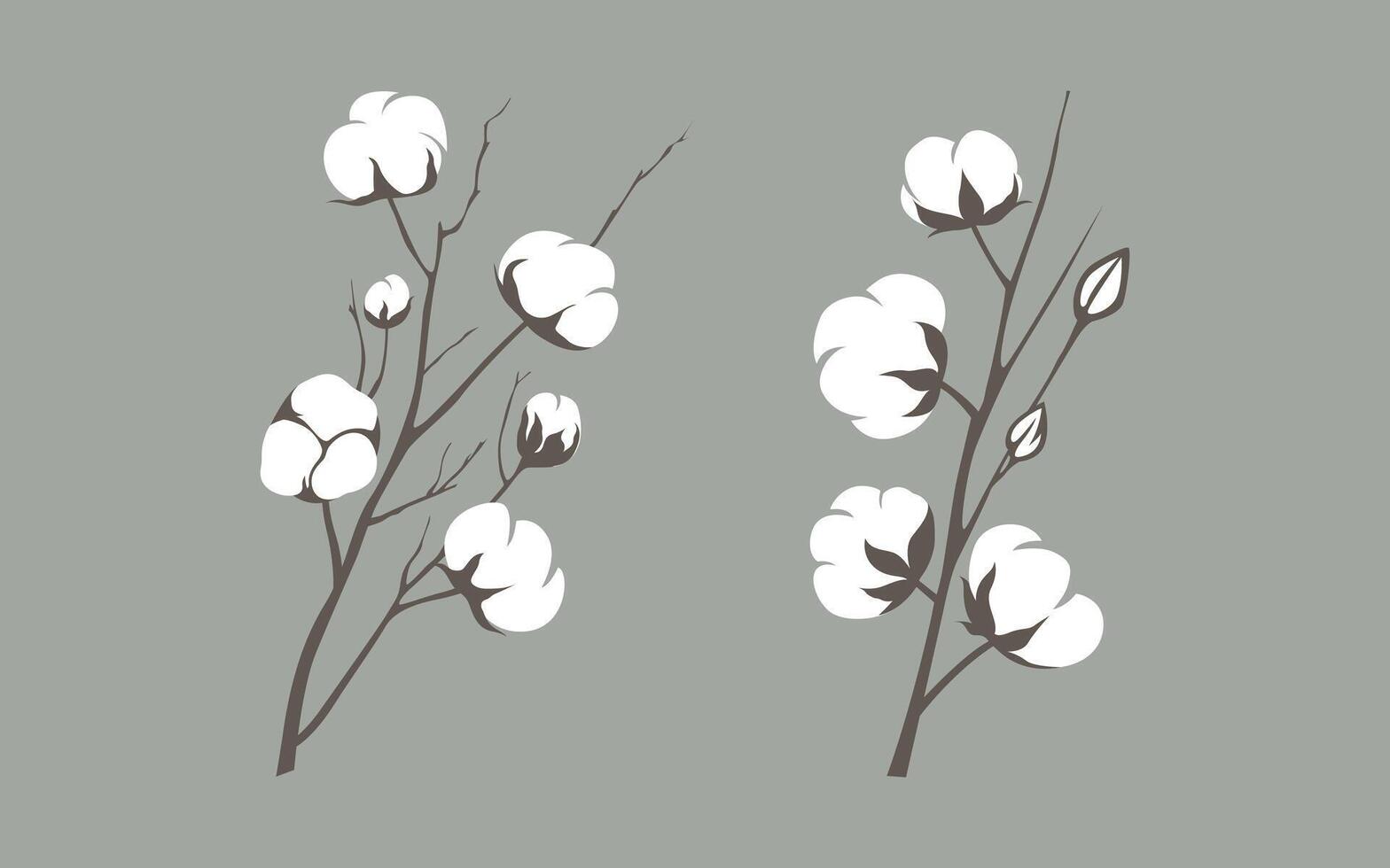 Botanical Illustration of Cotton Plant with Flowers and Leaves in Vintage Style vector
