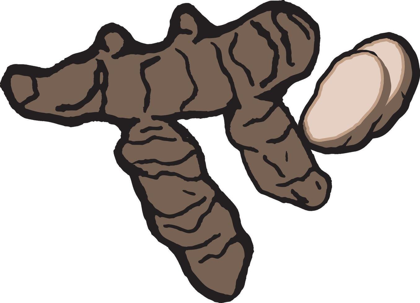 Handdrawn Illustration of Fresh Ginger Root and Slices vector